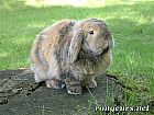Photo de Nouveautes 	Rabbi	